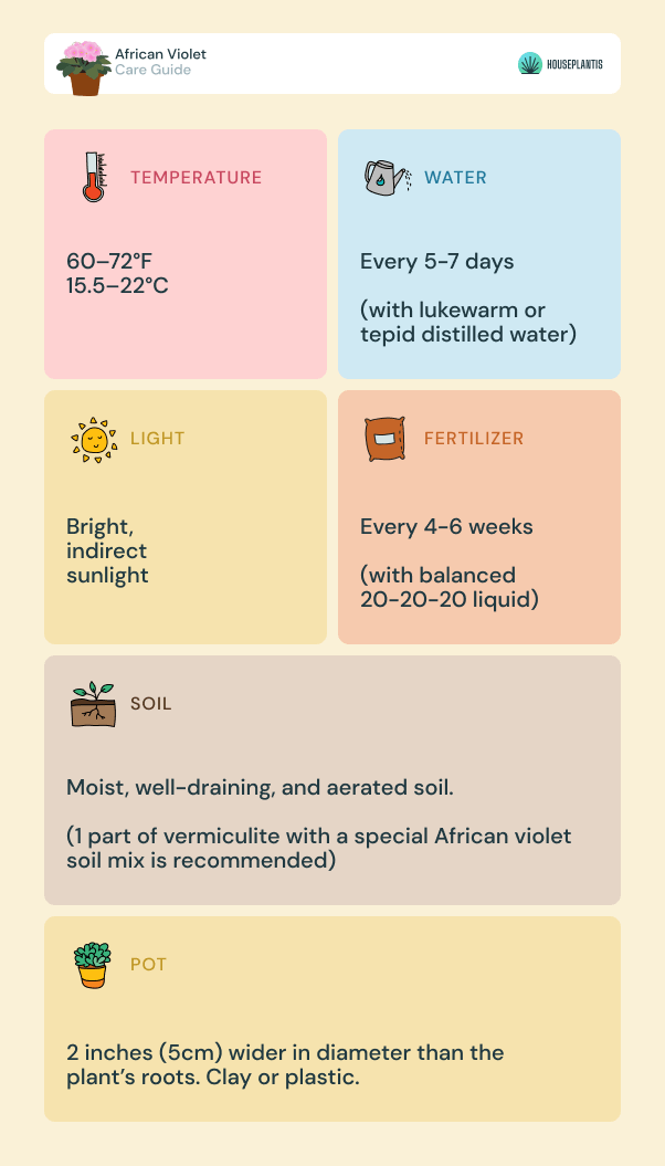 African Violet - care, water, sunlight, soil, pot, temperature, fertilizer (infographics)