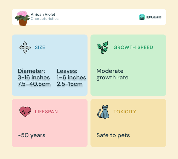 African Violet - size, lifespan, toxicity, growth speed (infographics)