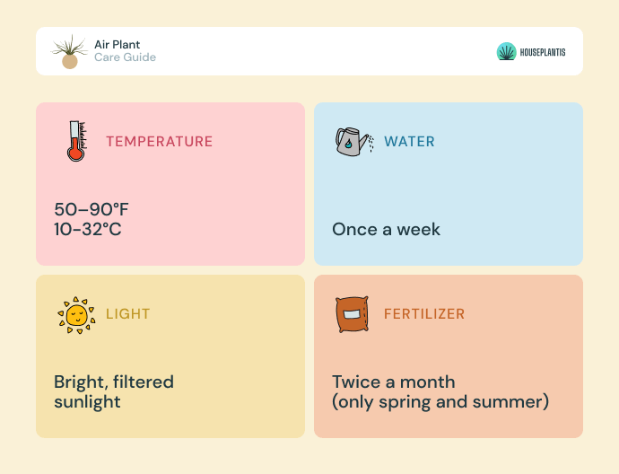 Air plant - care, water, light, temperature, fertilizer (infographics)