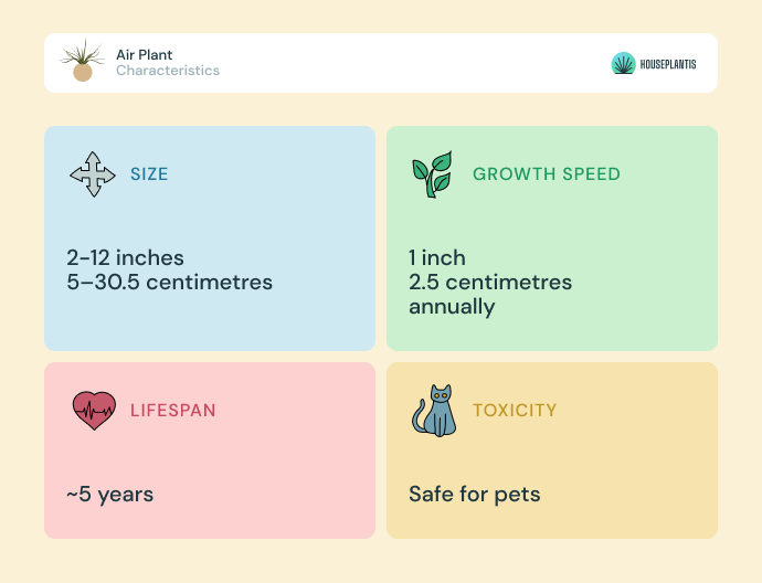 Air plant - size, lifespan, toxicity, growth speed (infographics)