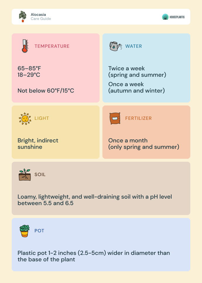 Alocasia - care, water, light, soil, pot, temperature, fertilizer (infographics)