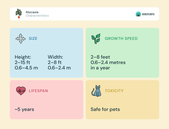 Alocasia - size, lifespan, toxicity, growth speed (infographics)