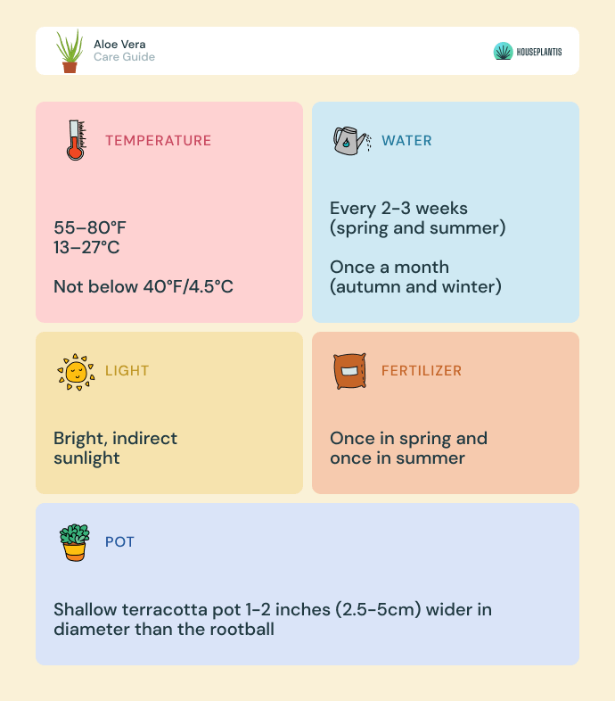 Aloe vera - care, water, light, pot, temperature, fertilizer (infographics)