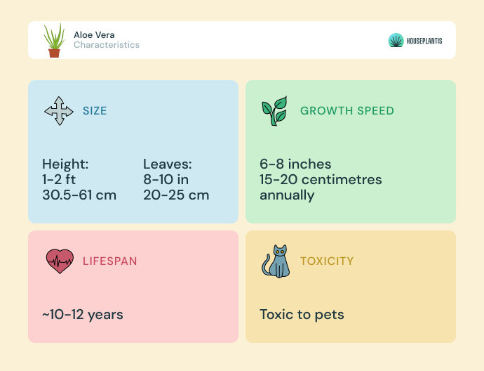 Aloe vera - size, lifespan, toxicity, growth speed (infographics)