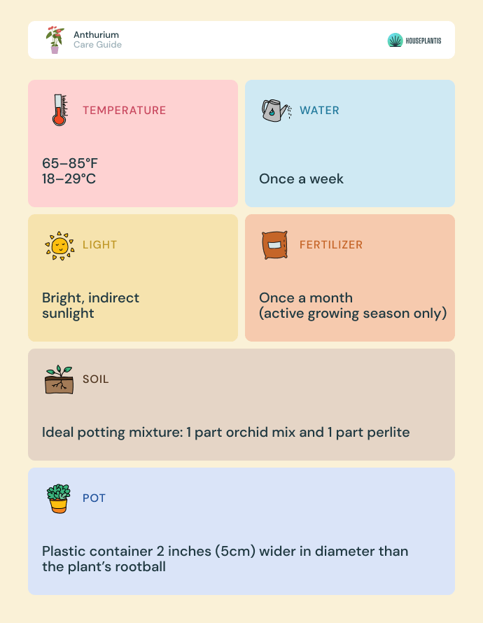 Anthurium - care, water, light, soil, pot, temperature, fertilizer (infographics)
