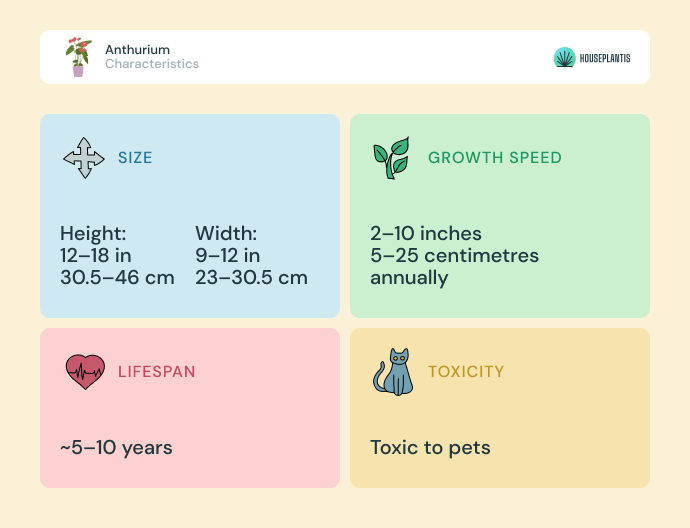 Anthurium - size, lifespan, toxicity, growth speed (infographics)