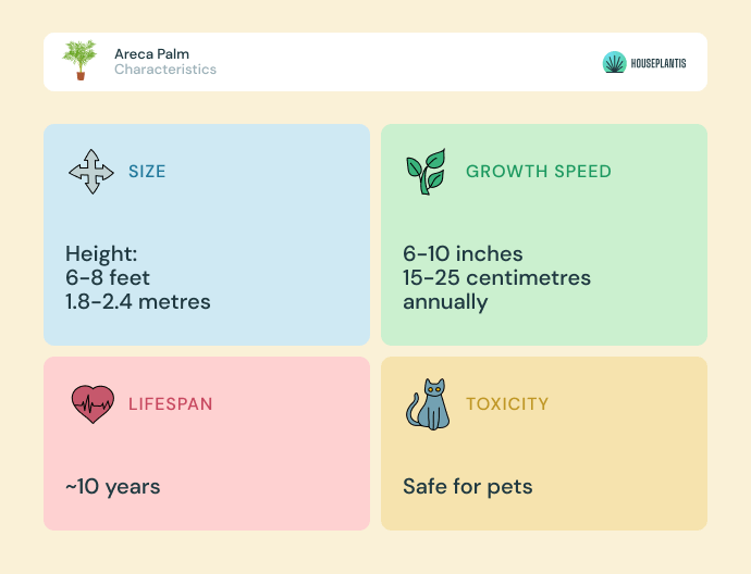 Areca palm - size, lifespan, toxicity, growth speed (infographics)