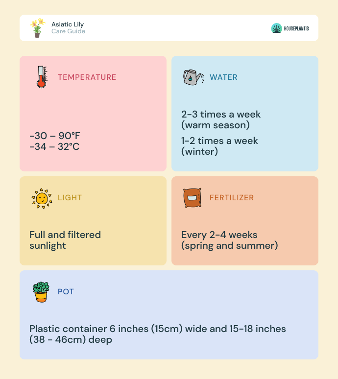 Asiatic lily - care, water, light, pot, temperature, fertilizer (infographics)