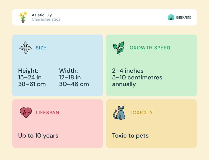 Asiatic lily - size, lifespan, toxicity, growth speed (infographics)