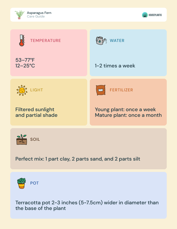 Asparagus fern - care, water, light, soil, pot, temperature, fertilizer (infographics)