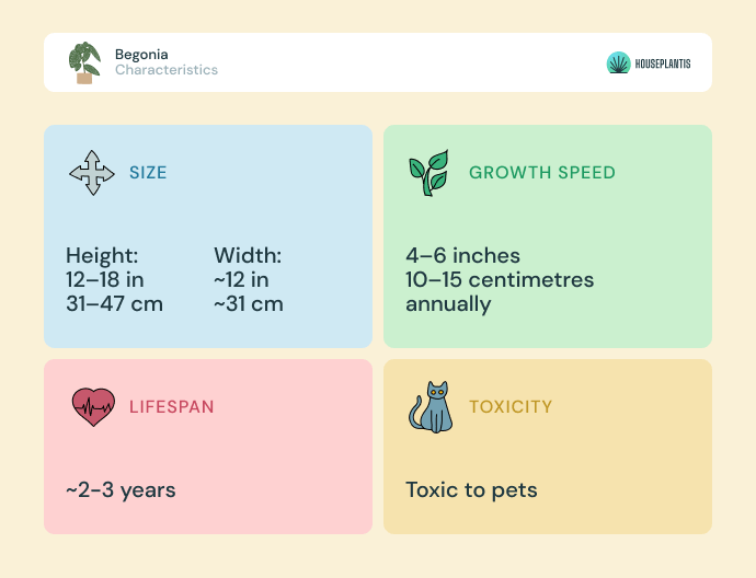 Begonia - size, lifespan, toxicity, growth speed (infographics)