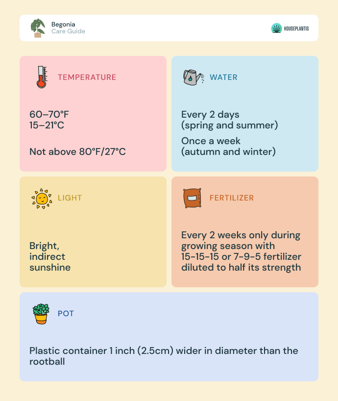 Begonia - care, water, light, pot, temperature, fertilizer (infographics)