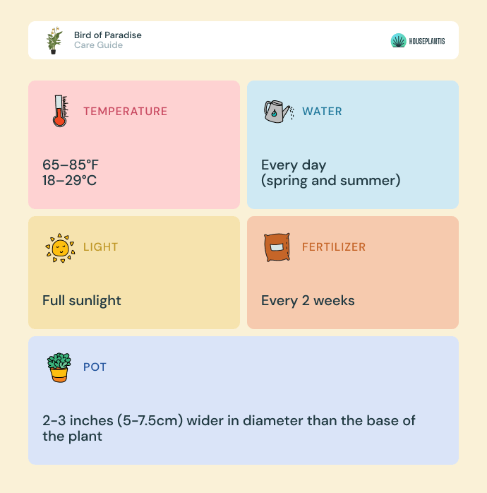 Bird of paradise - care, water, light, pot, temperature, fertilizer (infographics)