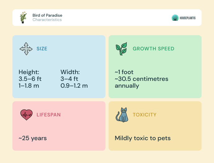 Bird of paradise - size, lifespan, toxicity, growth speed (infographics)