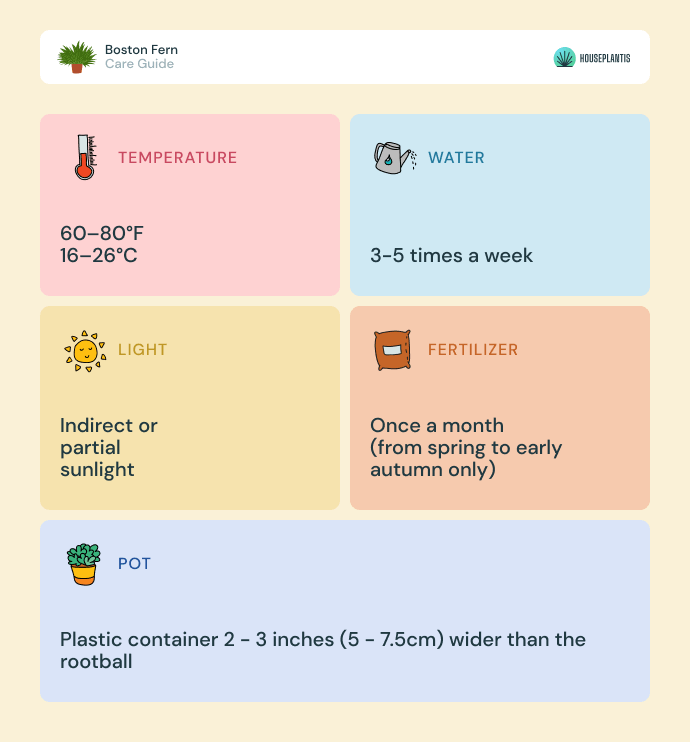 Boston fern - care, water, light, pot, temperature, fertilizer (infographics)