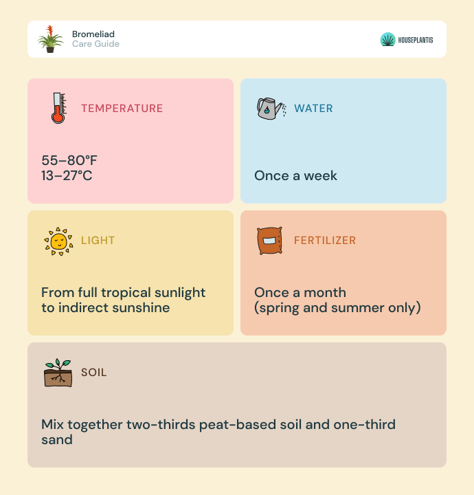 Bromeliad - care, water, light, soil, temperature, fertilizer (infographics)