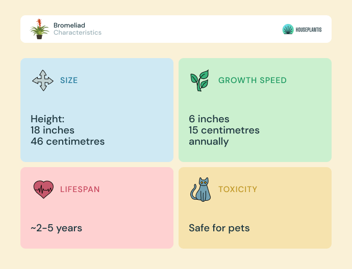 Bromeliad - size, lifespan, toxicity, growth speed (infographics)