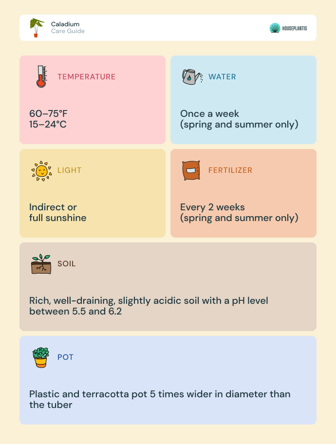 Caladium - care, water, light, soil, pot, temperature, fertilizer (infographics)