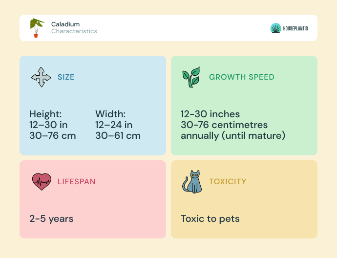 Caladium - size, lifespan, toxicity, growth speed (infographics)