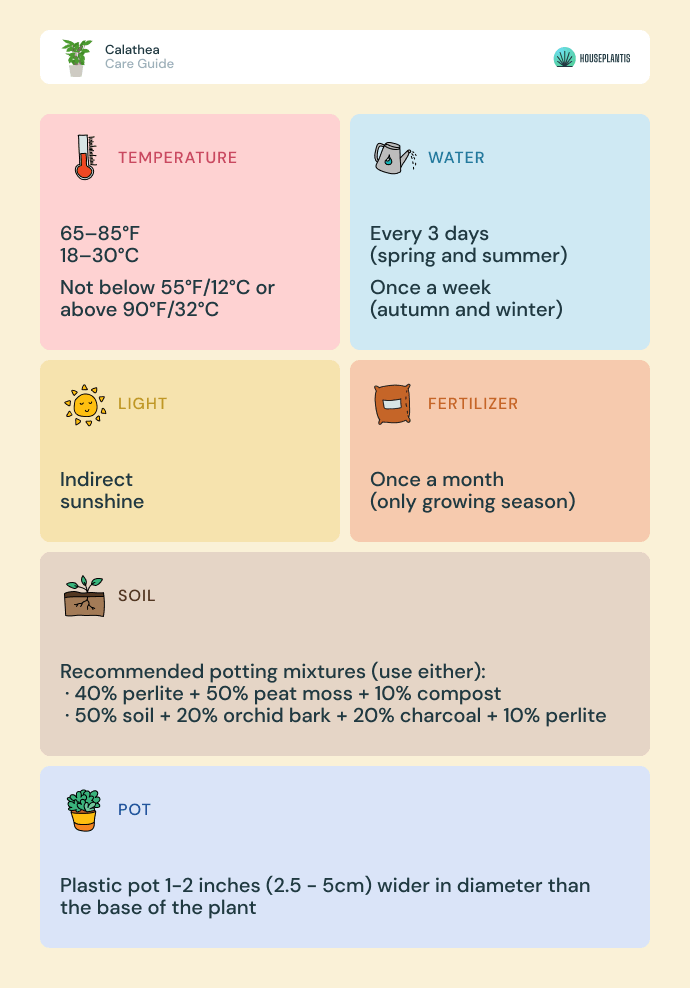 Calathea - care, water, light, soil, pot, temperature, fertilizer (infographics)