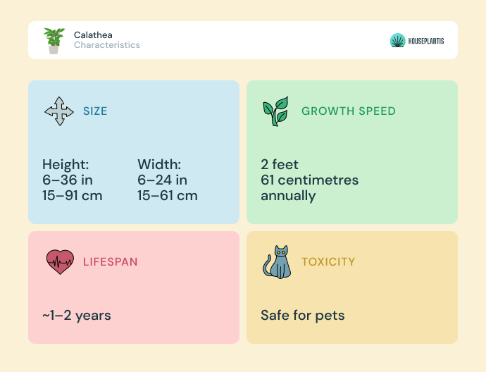 Calathea - size, lifespan, toxicity, growth speed (infographics)