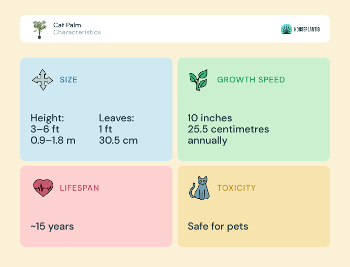 Cat palm - size, lifespan, toxicity, growth speed (infographics)