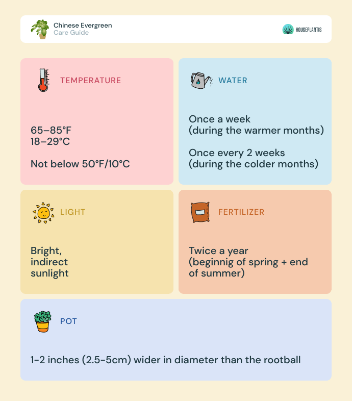 Chinese evergreen - care, water, light, pot, temperature, fertilizer (infographics)