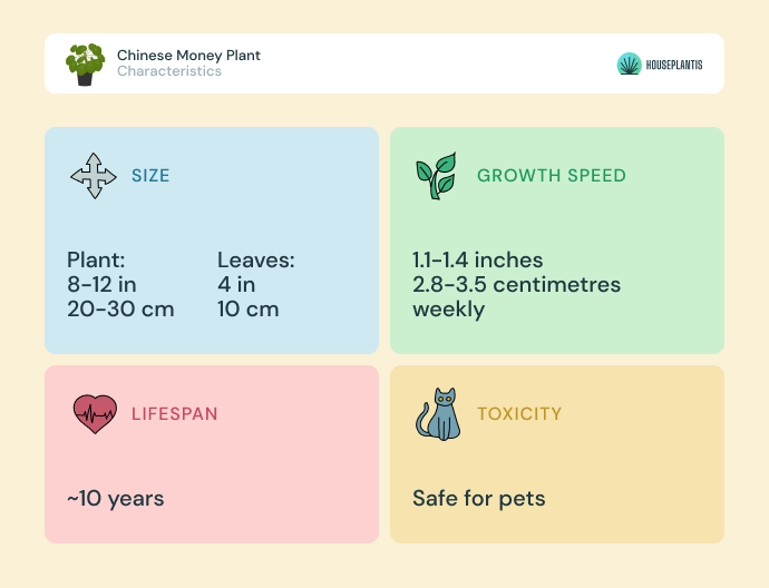 Chinese money plant - size, lifespan, toxicity, growth speed (infographics)