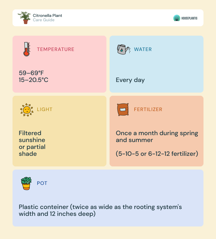 Citronella plant - care, water, sunlight, pot, temperature, fertilizer (infographics)