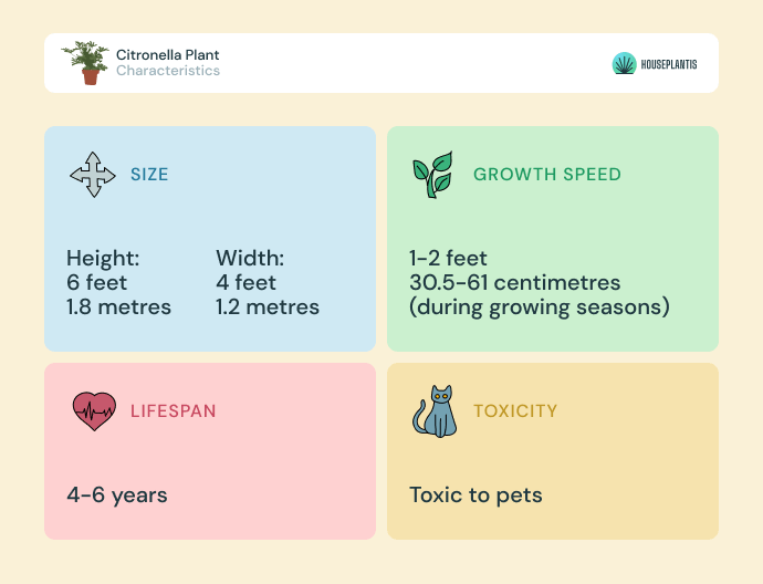 Citronella plant - size, lifespan, toxicity, growth speed (infographics)