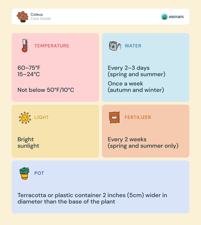 Coleus - care, water, light, pot, temperature, fertilizer (infographics)
