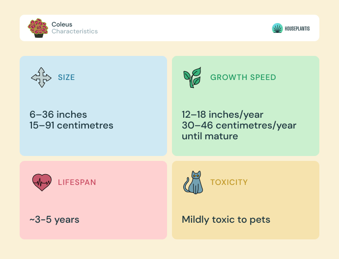 Coleus - size, lifespan, toxicity, growth speed (infographics)