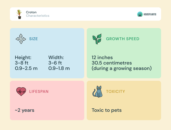 Croton - size, lifespan, toxicity, growth speed (infographics)