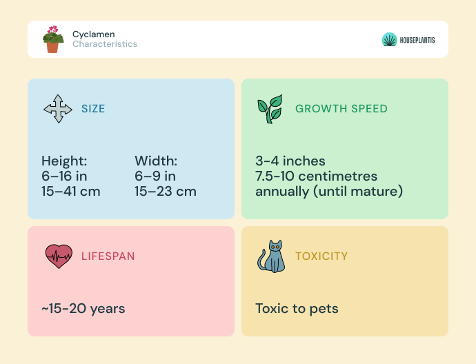 Cyclamen - size, lifespan, toxicity, growth speed (infographics)