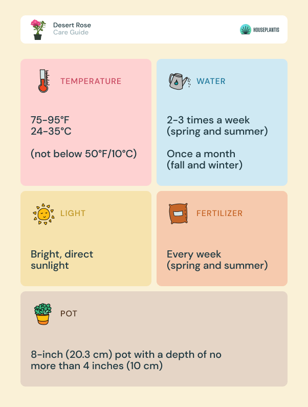 Desert Rose - care, water, sunlight, pot, temperature, fertilizer (infographics)