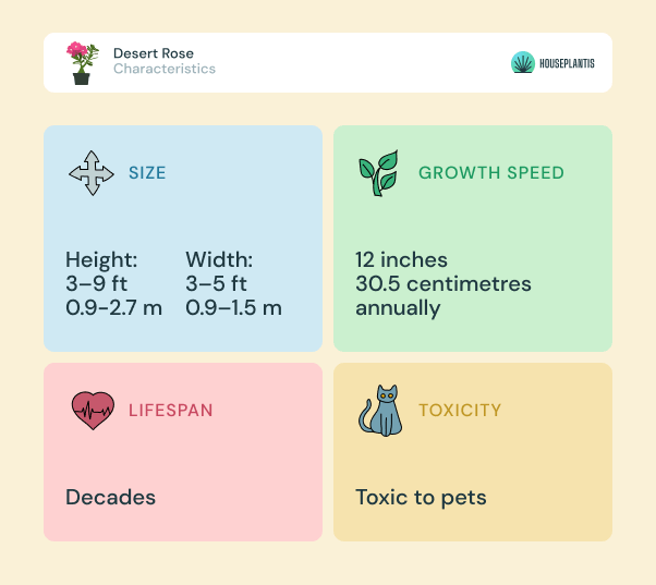 Desert Rose - size, lifespan, toxicity, growth speed (infographics)