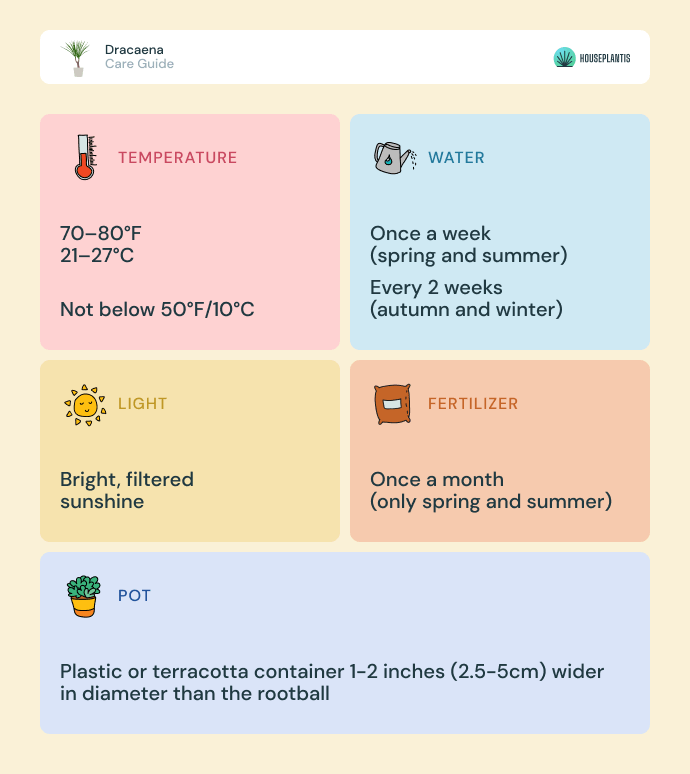 Dracaena - care, water, light, pot, temperature, fertilizer (infographics)