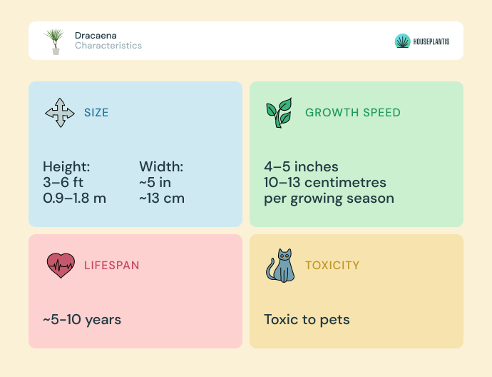 Dracaena - size, lifespan, toxicity, growth speed (infographics)