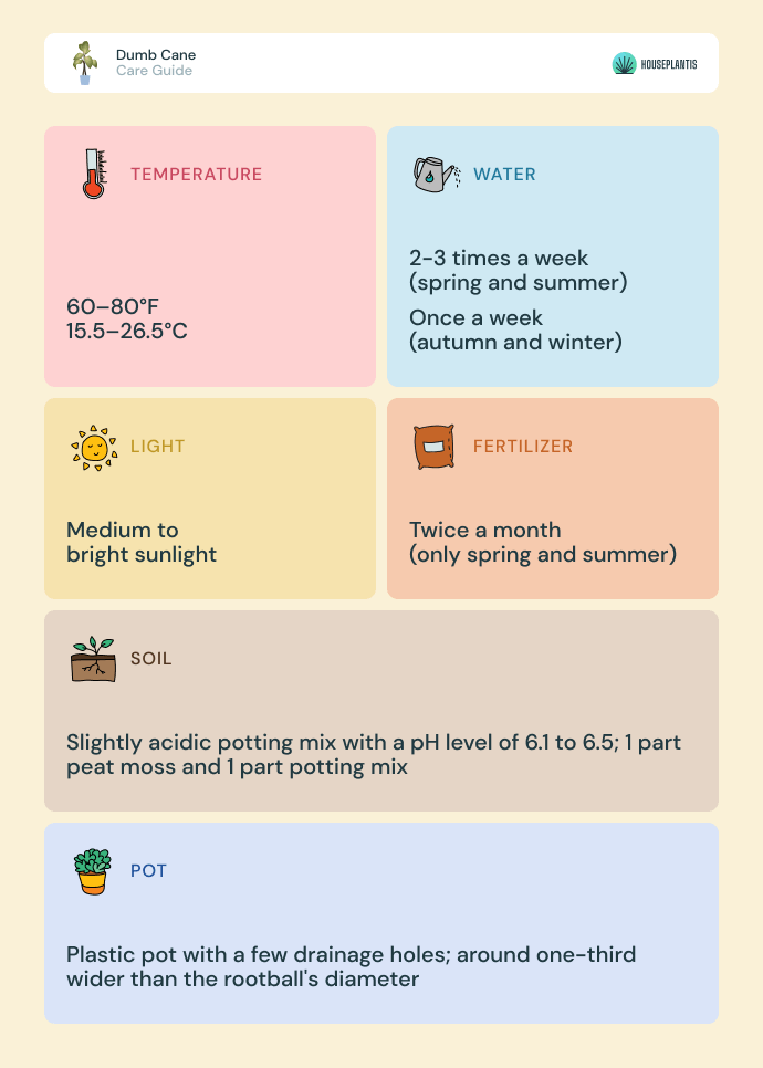 Dumb cane - care, water, light, soil, pot, temperature, fertilizer (infographics)