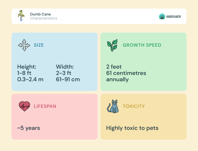 Dumb cane - size, lifespan, toxicity, growth speed (infographics)