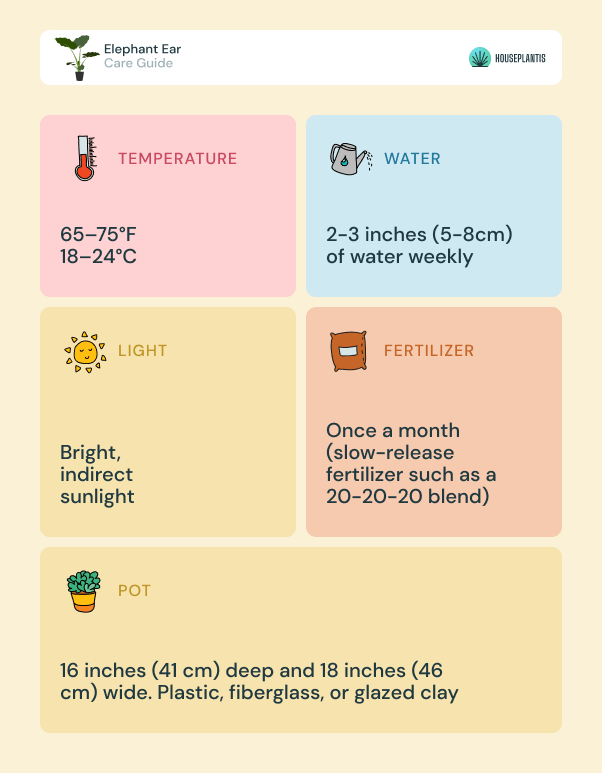 Elephant Ear - care, water, sunlight, pot, temperature, fertilizer (infographics)