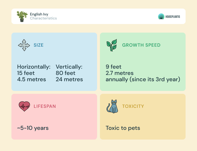 English ivy - size, lifespan, toxicity, growth speed (infographics)