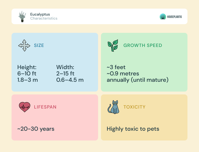 Eucalyptus - size, lifespan, toxicity, growth speed (infographics)