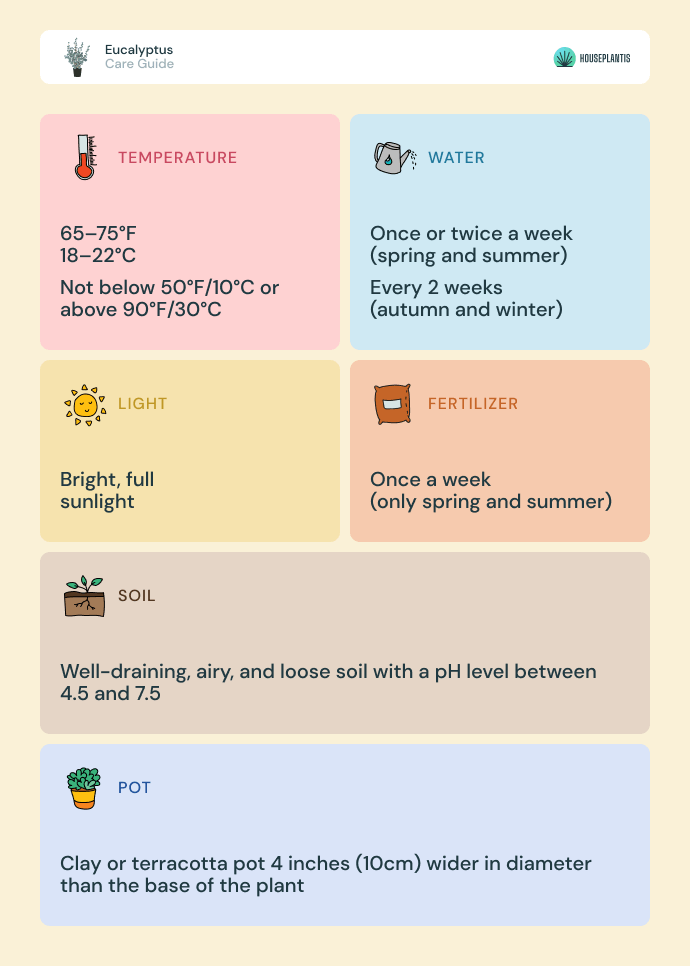 Eucalyptus - care, water, light, soil, pot, temperature, fertilizer (infographics)