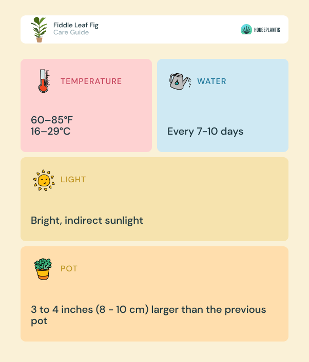 Fiddle Leaf Fig - care, water, sunlight, pot, temperature (infographics)
