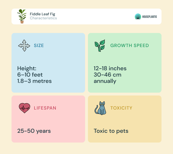 Fiddle Leaf Fig - size, lifespan, toxicity, growth speed (infographics)