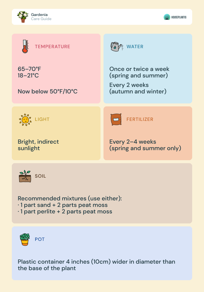 Gardenia - care, water, light, soil, pot, temperature, fertilizer (infographics)