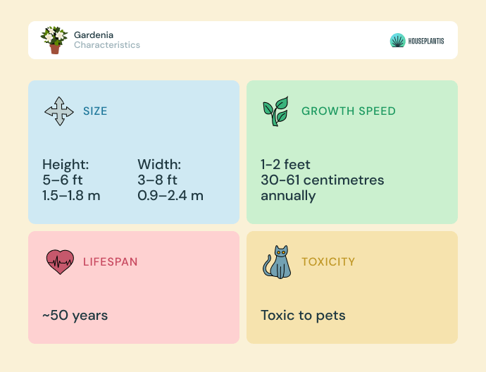 Gardenia - size, lifespan, toxicity, growth speed (infographics)