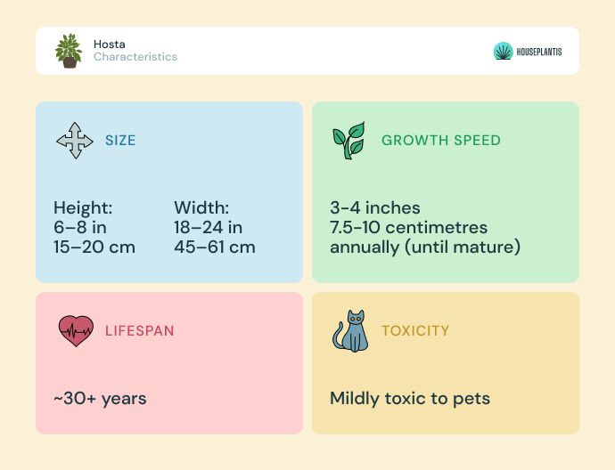 Hosta - size, lifespan, toxicity, growth speed (infographics)