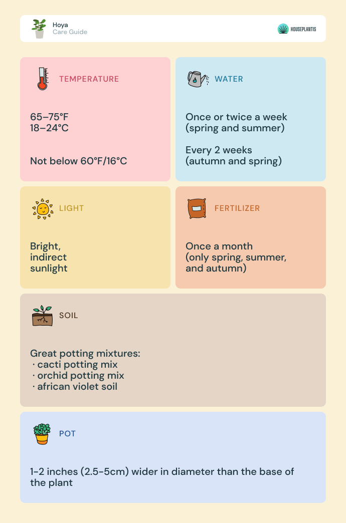 Hoya - care, water, light, soil, pot, temperature, fertilizer (infographics)